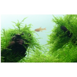 Taxiphyllum barbieri Bogor Moss - Tropica