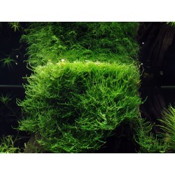 Taxiphyllum barbers Bogor Moss - Tropica