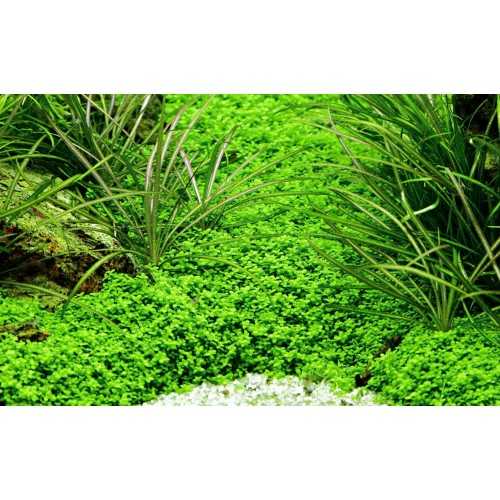 Micranthemum Callitrichoides Cuba in jar Tropica
