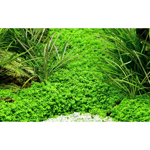 Micranthemum callitrichoides ́Cuba ́ - Tropica