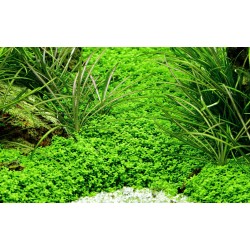 Micranthemum Callitrichoides Cuba in vasetto- Tropica