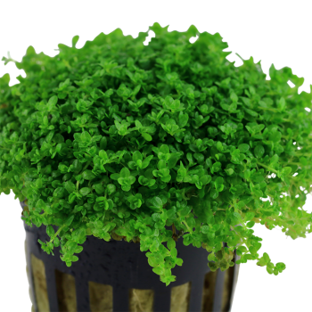 Micranthemum Callitrichoides Cuba in vasetto- Tropica 2