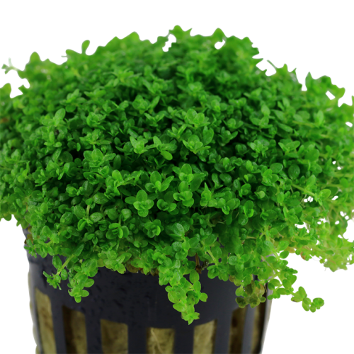 Micranthemum Callitrichoides Cuba in jar Tropica