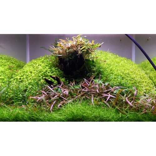 MicRanthemum Glomeratum in jar - Tropica