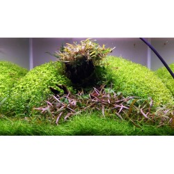 MicRanthemum Glomeratum in jar - Tropica