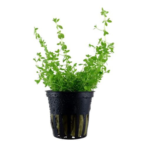 MicRanthemum Glomeratum in jar - Tropica