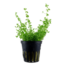 MicRanthemum Glomeratum in jar - Tropica