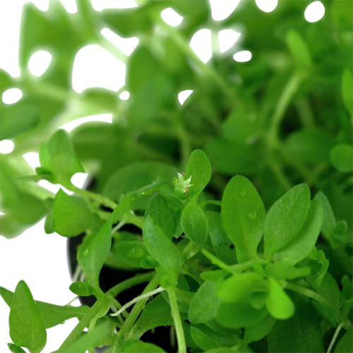 MicRanthemum Glomeratum in jar - Tropica