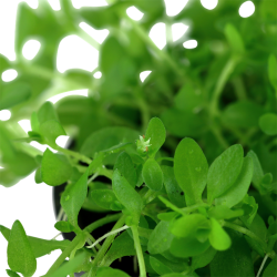 MicRanthemum Glomeratum in jar - Tropica