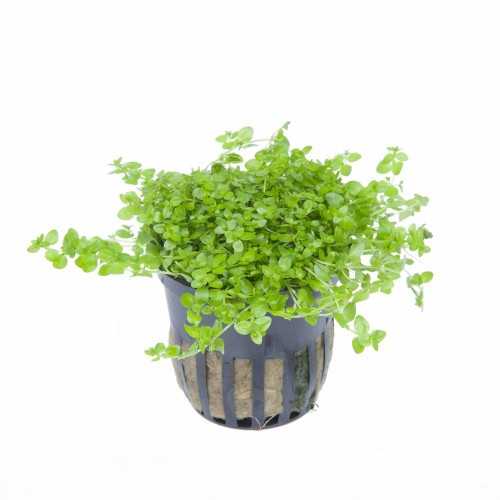 MicRanthemum Glomeratum in jar - Tropica