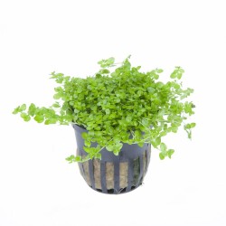 MicRanthemum Glomeratum in jar - Tropica
