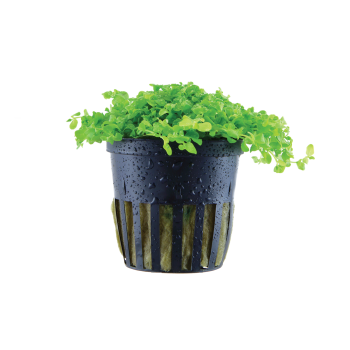 Micranthemum tweediei 'Monte Carlo' in vasetto - Tropica