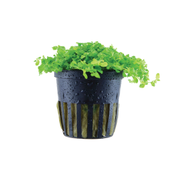 Micranthemum tweediei 'Monte Carlo' in vasetto - Tropica