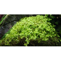MICRANTHEMUM TOWEEDIEI 'MONTE CARLO' IN JASET - Tropica