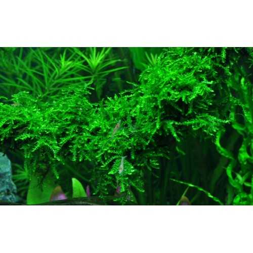 Vesicular Ferriei Weeping Moss - Tropica