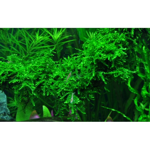 Vesiculari ferriei Weeping Moss - Tropica