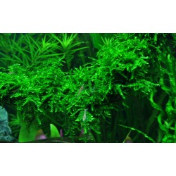 Vesicular Ferriei Weeping Moss - Tropica