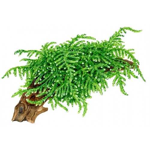 Vesicular Ferriei Weeping Moss - Tropica