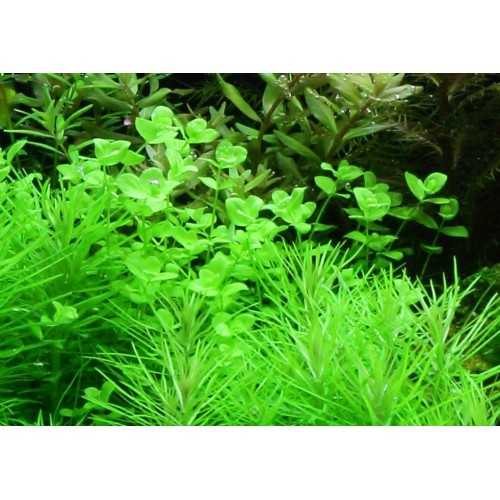 Micranthemum Umbrosum in jar - Tropica