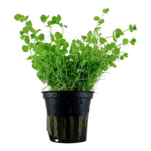 Micranthemum Umbrosum in jar - Tropica