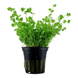 Micranthemum Umbrosum in jar - Tropica