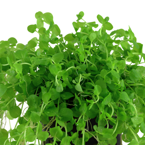 Umbrosum de micranthème dans le pot - Tropica