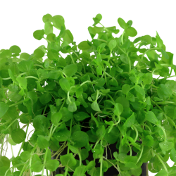 Micranthemum Umbrosum in jar - Tropica