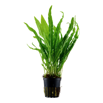 Pteropus Microsorum dans Jar - Tropica