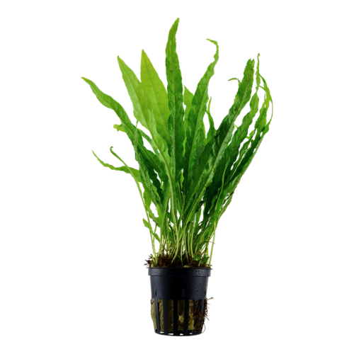 Pteropus microsorum in jar - Tropica