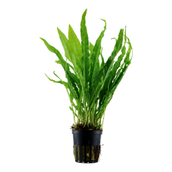 Pteropus microsorum in jar - Tropica