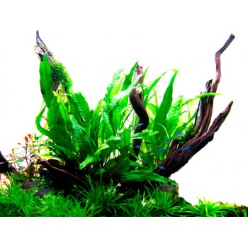 Microsorum pteropus in vasetto - Tropica 2