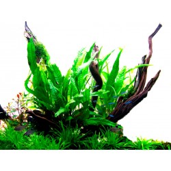 Pteropus microsorum in jar - Tropica