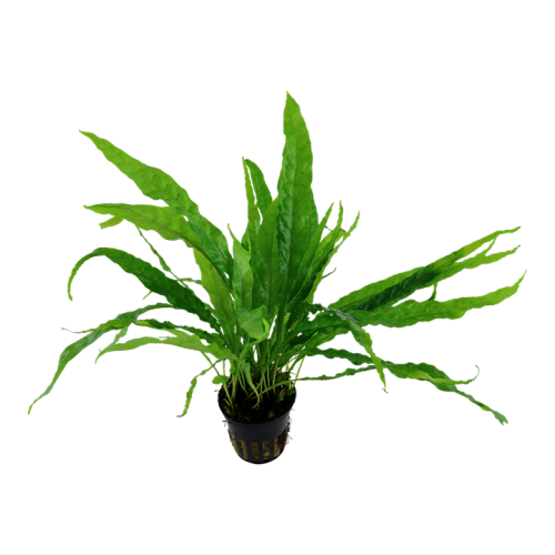 Microsorum pteropus in vasetto - Tropica