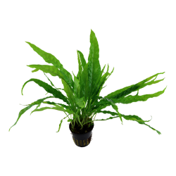 Pteropus Microsorum dans Jar - Tropica