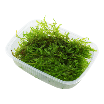 Christmas Moss Mountain Vesicularia - Tropica