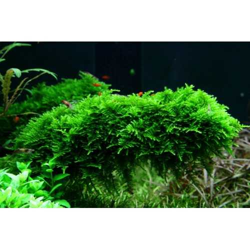 Vesicular Mountaini Christmas Moss - Tropica