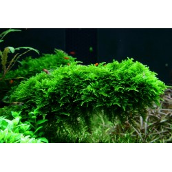 Vesicular Mountaini Christmas Moss - Tropica