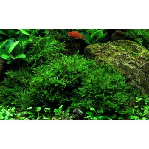 Vesicular Mountaini Christmas Moss - Tropica