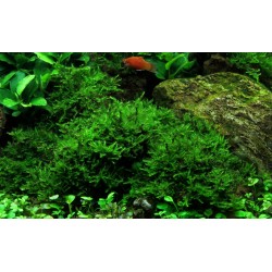 Vesicular Mountaini Christmas Moss - Tropica