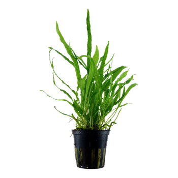 Microsorum Pteropus 'étroit' dans le pot - Tropica