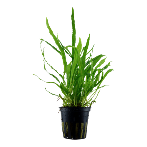 Microsorum Pteropus 'étroit' dans le pot - Tropica