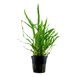 Microsorum Pteropus 'Narrow' in jar - Tropica