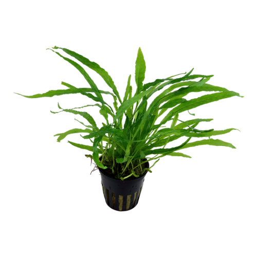 Microsorum Pteropus 'étroit' dans le pot - Tropica