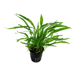 Microsorum pteropus 'Narrow' in pot - Tropica