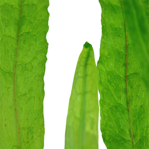 Microsorum Pteropus 'Narrow' in jar - Tropica