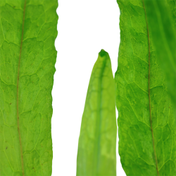 Microsorum Pteropus 'Narrow' in jar - Tropica