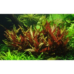 Alternanthera reinecii 'rose' dans le pot - Tropica