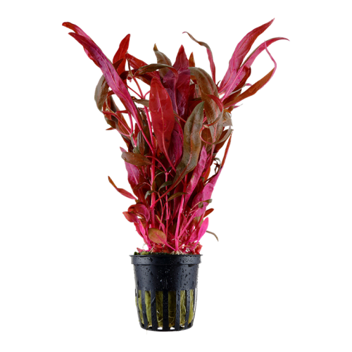Alternanthera reineckii 'Pink' in vasetto - Tropica