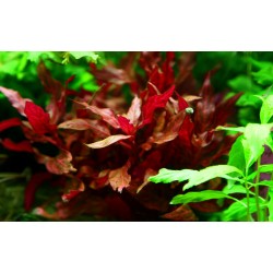 Alternanthera reineckii 'Rosanervig' in vasetto - Tropica