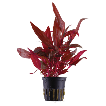 Alternanthera reinecii 'rosanervig' dans le pot - Tropica